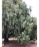 Kashmir Cypress (Cypressus darjeelingensis) 30 seeds - £3.52 GBP