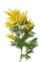40 Golden Mimosa Tree Seeds Acacia Baileyana Yellow Waddle - $12.50