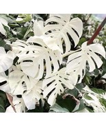 Monstera Deliciosa white Alba 5 seeds - variegated - variegata - £3.86 GBP