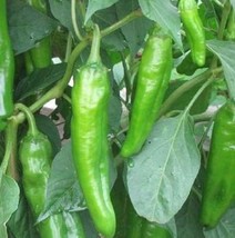 Anaheim Chili Hot Pepper Non GMO Heirloom Fresh Garden Bulk Seeds - $172.69 MXN
