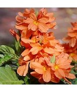 200 Seeds Crossandra infundibuliformis Seeds Firecracker Flower Seeds - $8.99