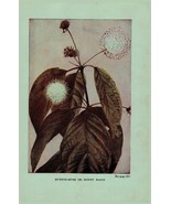 Vintage 1922 Print Button Bush Cardinal 2 Side Flowers You Should Know - £13.46 GBP