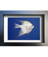Real Angelfish Platinum Blue Pterophyllum Scalare Taxidermy Collectible Display - £47.20 GBP