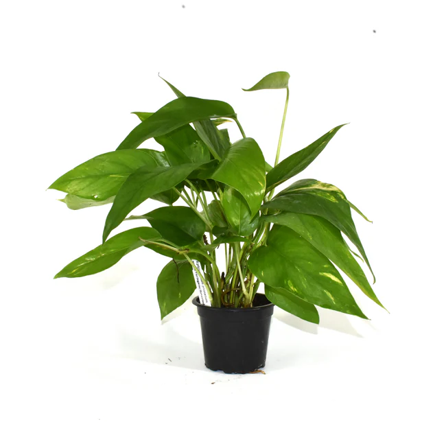PSStore Epipremnum Pinnatum Aurea Variegata Reverted 3.5 Until 4 Inch Pot - $462.65 MXN