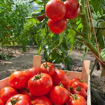 FRESH Marglobe Tomatoes - Seeds - Organic - Non Gmo - Heirloom Seeds – Vegetable - £7.47 GBP