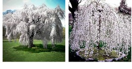 Live Plants - 2 Weeping Cherry Trees - 6-12&quot; Tall Seedlings - 3&quot; Pots - £73.14 GBP