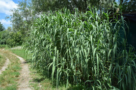 Arundo donax seeds Giant reed spanish cane seed semillas graines - £4.12 GBP+