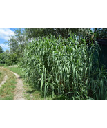 Arundo donax seeds Giant reed spanish cane seed semillas graines - $5.27 - $21.11