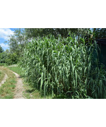 Arundo donax seeds Giant reed spanish cane seed semillas graines - $5.27+