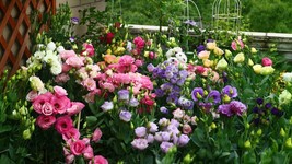 100Seeds Mixed Eustoma Seeds Imported Eustoma Grandiflorum Mixed Dozens Of Varie - $34.54