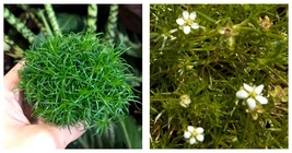 300 Moss Ball Sagina Subulata Seeds - Home And Garden - Internationalship - £20.31 GBP