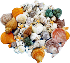 135 PCS Mini Sea Shells Mixed Beach Seashells Starfish, Colorful Various Sizes N - £10.92 GBP