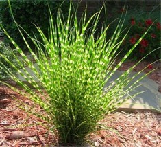 ZEBRA GRASS Seeds Variegated Maiden Miscanthus Sinensis Zebrinus Size: 10-200 - £2.56 GBP+