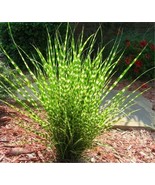 ZEBRA GRASS Seeds Variegated Maiden Miscanthus Sinensis Zebrinus Size: 1... - $3.25+