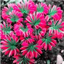 Mixed Oxalis Bonsai Flowers Color Rotary Oxalis Versicolor For &amp; So And Fragrant - £8.59 GBP