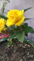 VP 10 Double Yellow Rose Seeds Flower Bush Perennial Shrub / Ts - £5.11 GBP