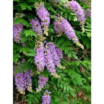 USA Seller 5 Aunt Dee Kentucky Wisteria Seeds Wisteria Macrostachya Aunt Dee Fre - £12.24 GBP