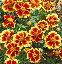 French Marigold Legion Of Honor Dwarf Beneficial Flowers Non-Gmo 100 Seeds - £7.79 GBP