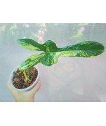 Philodendron Variegated Violin - $300.00