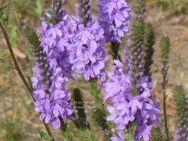 500 Seeds Purple Hoary Vervain Verbena Stricta Flower  - £7.58 GBP