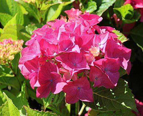 Princess Beatrix Hydrangea Flowers - Pack of 1 Dormant Shrub - Dazzling shrubs T