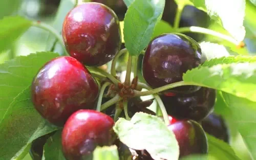 10 Hertford Cherry Seeds for Garden Planting - $5.48