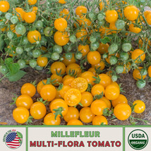 US Seller 10 Millefleur Multi-Flora Tomato Seeds, Organic, Open-Pollinat... - £8.01 GBP