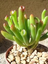 50PCS Best Rare Crassulaoblique Gollum Cactus Flower Seeds, giant shape ... - $8.02