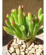 50PCS Best Rare Crassulaoblique Gollum Cactus Flower Seeds, giant shape ... - $8.02