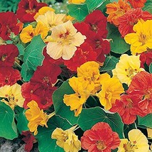 Nasturtium, Double Gleem Mix Seeds, 50 Seeds, Newly Harvested-Beautiful Flower - £1.56 GBP