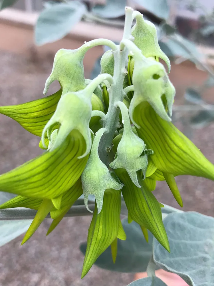 Crotalaria cunninghamii - $11.26 CAD