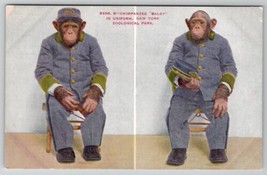 Chimpanzee Baldy in Uniform New York Zoological Park Postcard B28 - £4.44 GBP