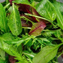 1000 Gourmet Lettuce Blend Seeds Mixed Salad Bowl Lettuce Fresh Seeds - £7.81 GBP