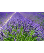 Organic English Lavender Plant Seeds/ 400 Count - Grown in the U.S.A. - £15.93 GBP