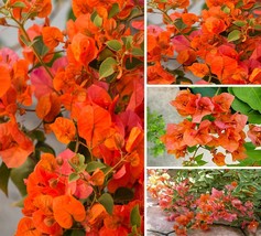 Orange King Bougainvillea Plant,  Live Plant 5-6 Inches Tall - £15.25 GBP