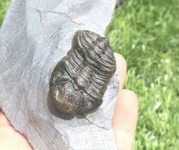 Item image 12
