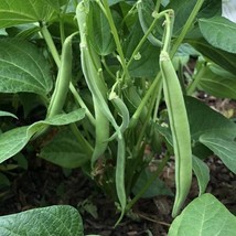 Tenderette Green Bush Bean Seeds Fast Shipping - $14.79