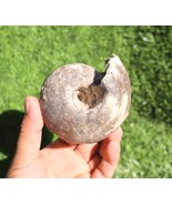 Fagesia Ammonite Cretaceous fossil Rare Ammonites fossil Natural fossils... - $88.76 CAD