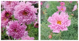 300 seeds Cosmos bipinnatus &#39;Double Click Rose Bonbon&#39; Seeds - £23.14 GBP