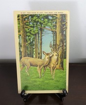Asheville North Carolina Deer in Forest Woods, Camp Moxley, 1940s Linen Postcard - £12.66 GBP