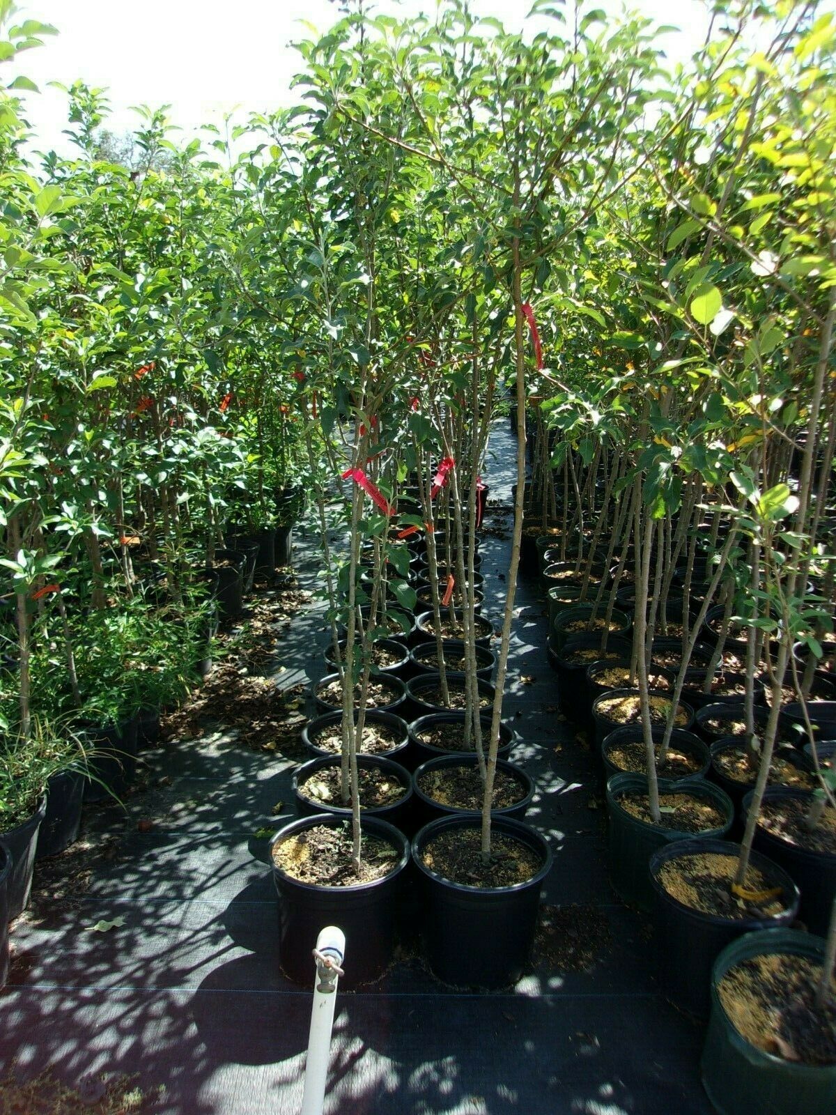 Holland Apple Fruit Tree 4'-6' Ft. Live Trees Plant Sweet Juicy Apples Orchard - £112.36 GBP