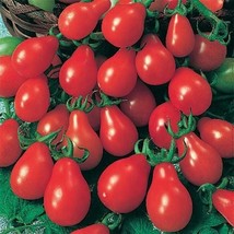 Bloomys 30 Red Pear Tomato Seeds Heirloom Non Gmo FreshUS Seller - $10.38