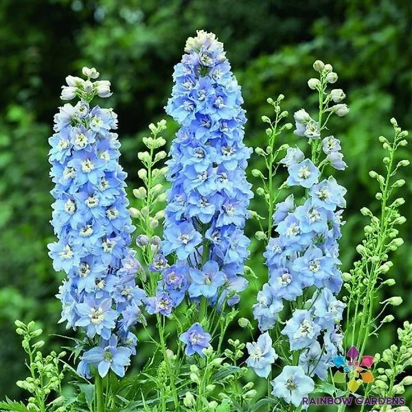 200 Light Blue White Bee Delphinium Seeds Fresh Seeds - $9.86