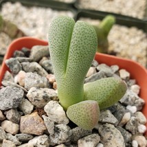 Cacti Cheiridopsis speciosa cactus Succulent real live plant - £34.66 GBP