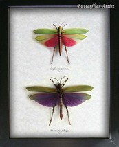 Real Grasshoppers Set Titanacris Albipes Lophacris Cristata Entomology D... - $187.99