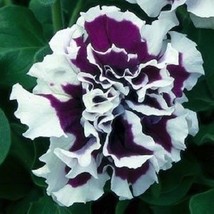 30 Pirouette Purple Double Ruffled Petunia Grandiflora Flower Seeds Annual Garde - £11.56 GBP