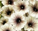 White &amp; Black Petunia Flowers Garden Planting Perennial 200 Seeds - $5.99