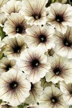 White &amp; Black Petunia Flowers Garden Planting Perennial 200 Seeds - £4.78 GBP