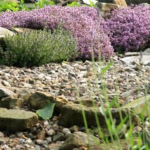 New Fresh Seeds Thymus Pulegioides Creeping Thyme - £12.36 GBP