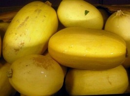 Spaghetti Squash Seeds 20 Ct Winter Vegetable Heirloom Garden USA Shipping - $6.08